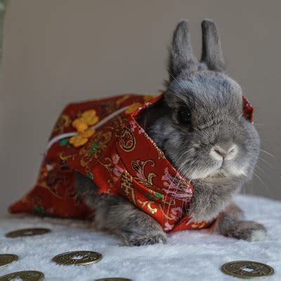 bunny jan